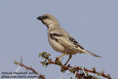 Desert Sparrow (Passer simplex)(male)_Aousserd area (Western Sahara)