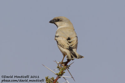 Desert Sparrow (Passer simplex)(male)_Aousserd area (Western Sahara)