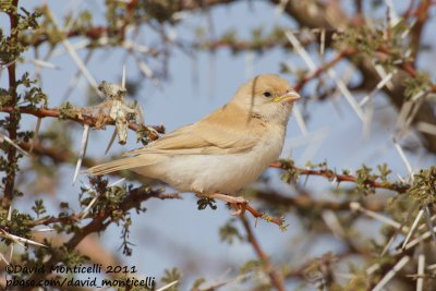 Desert Sparrow (Passer simplex)(juvenile)_Aousserd area (Western Sahara)