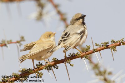 Desert Sparrow (Passer simplex)(male with juvenile)_Aousserd area (Western Sahara)