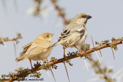 Desert Sparrow (Passer simplex)(male with juvenile)_Aousserd area (Western Sahara)