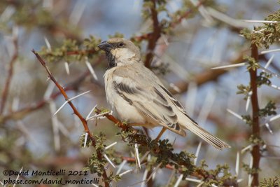 Desert Sparrow (Passer simplex)(male)_Aousserd area (Western Sahara)