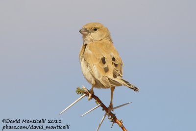 Desert Sparrow (Passer simplex)(female)_Aousserd area (Western Sahara)
