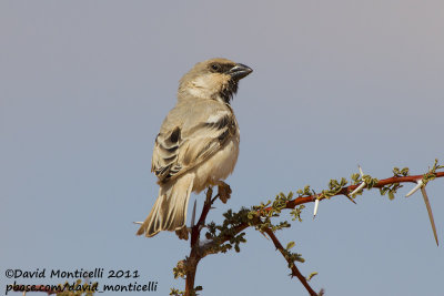 Desert Sparrow (Passer simplex)(male)_Aousserd area (Western Sahara)