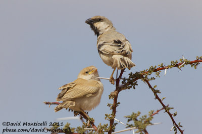 Desert Sparrow (Passer simplex)(male with juvenile)_Aousserd area (Western Sahara)