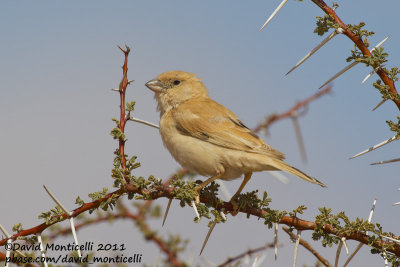 Desert Sparrow (Passer simplex)(female)_Aousserd area (Western Sahara)
