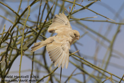 Desert Sparrow (Passer simplex)(female)_Aousserd area (Western Sahara)