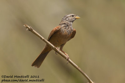 House Bunting (Emberiza sahari)_Oued Massa, Agadir