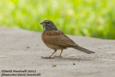House Bunting (Emberiza sahari)_Agadir