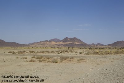 Typical desertic plains of Atlantic Sahara close to Aousserd (Western Sahara)
