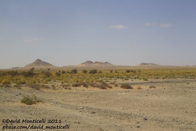 Typical desertic plains of Atlantic Sahara close to Aousserd