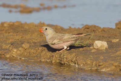 Trumpeter Finch (bucanetes githagineus)_Gleb Jdiane (Western Sahara)