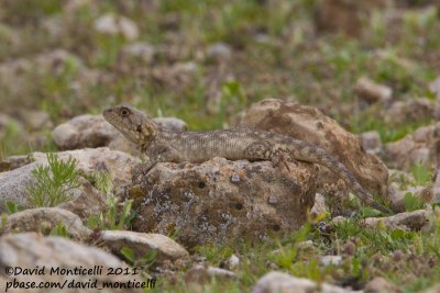 Lizard_Taroudant