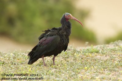 Northern Bald Ibis (Geronticus eremita)_Tamri