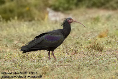 Northern Bald Ibis (Geronticus eremita)_Tamri