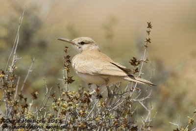 Hoopoe Lark (Alaemon alaudipes)_Guelmine (Western Sahara)