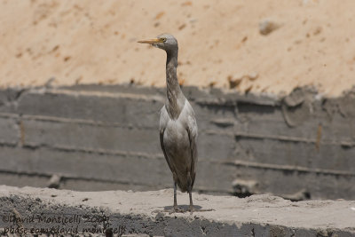 Cattle Egret (Bubulcus ibis)_Cairo city