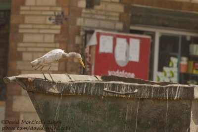 Cattle Egret (Bubulcus ibis)_Cairo city