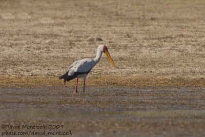 Yellow-billed Stork (Mycteria ibis)_Abu Simbel