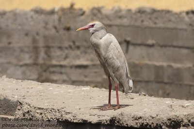 Cattle Egret (Bubulcus ibis)_Cairo city