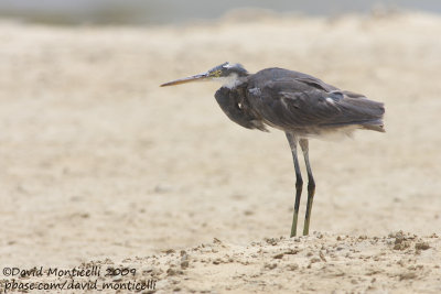 Reef Egret (ssp. schistacea)_Hamata mangroves