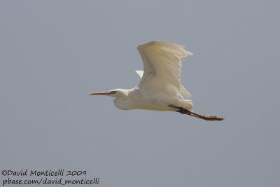 Reef Egret (ssp. schistacea)_Hamata mangroves