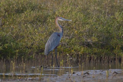 Goliath Heron (Ardea goliath)_Hamata mangroves