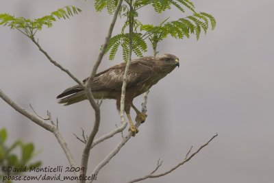 Steppe Buzzard (Buteo vulpinus)_Ain Sukhna