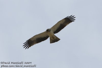 Booted Eagle (Aquila pennata)_Ain Sukhna