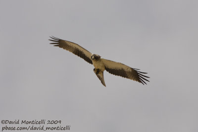 Booted Eagle (Aquila pennata)_Ain Sukhna