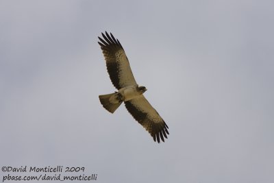 Booted Eagle (Aquila pennata)_Ain Sukhna