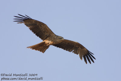 Black Kite (Milvus migrans)_Abu Simbel