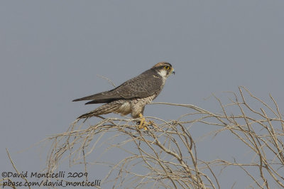 Lanner falcon (Falco biarmicus)(ssp. erlangeri)_Marsa Alam