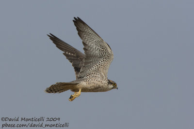 Lanner falcon (Falco biarmicus)(ssp. erlangeri)_Marsa Alam