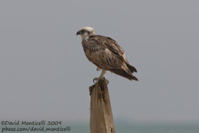 Osprey (Pandion haliaetus)_Hamata mangroves