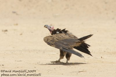 Lappet-faced Vulture (Torgos tracheliotus)_Bir Shalatein