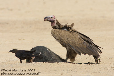 Lappet-faced Vulture (Torgos tracheliotus)_Bir Shalatein)
