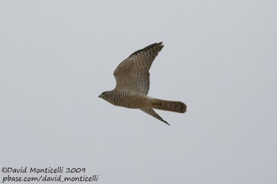 Levant Sparrowhawk (Accipiter brevipes)_Sharm el Sheikh