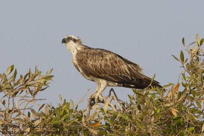Osprey (Pandion haliaetus)_Hamata mangroves