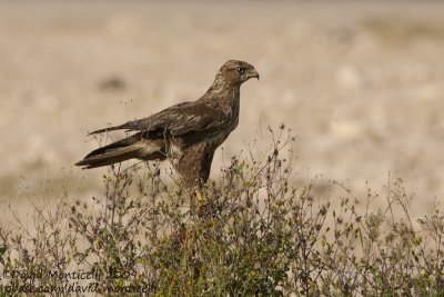 Steppe Buzzard (Buteo vulpinus)_Ain Sukhna