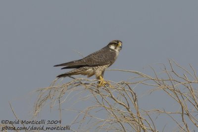 Lanner falcon (Falco biarmicus)(ssp. erlangeri)_Marsa Alam