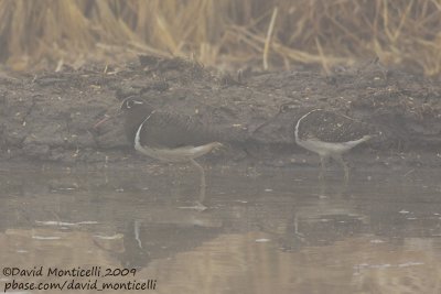 Painted Snipes (Rostratula benghalensis)(male & female under foggy weather)_Abassa