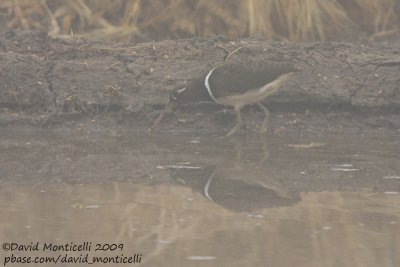 Painted Snipes (Rostratula benghalensis)(female)_Abassa