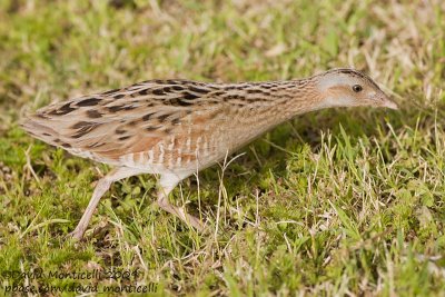 Corncrake (Crex crex)_Marsa Alam