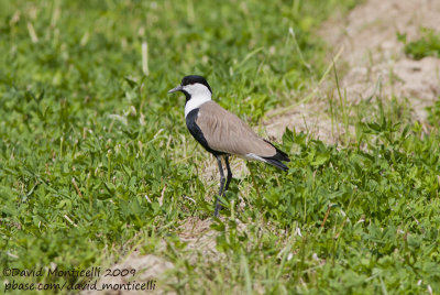 Spur-winged Lapwing (Vanellus spinosus)_Wadi El Natrum