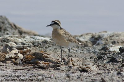 Kittlitz's Plover (Charadrius pecuarius)_Wadi El Natrum