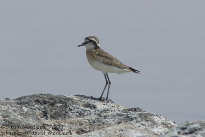 Kittlitz's Plover (Charadrius pecuarius)_Wadi El Natrum