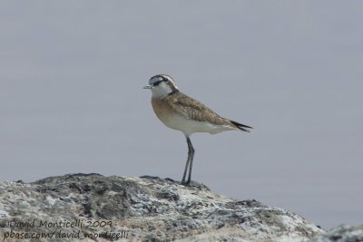 Kittlitz's Plover (Charadrius pecuarius)_Wadi El Natrum