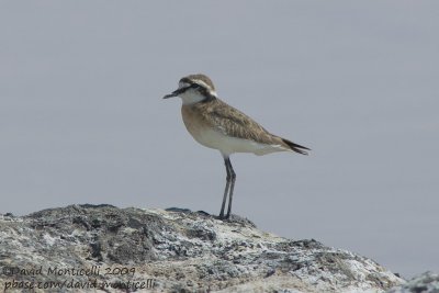 Kittlitz's Plover (Charadrius pecuarius)_Wadi El Natrum