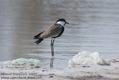 Spur-winged Lapwing (Vanellus spinosus)_Wadi El Natrum